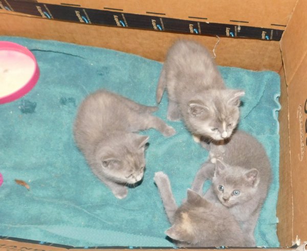 10 June 2018 All 4 kittens in house.JPG