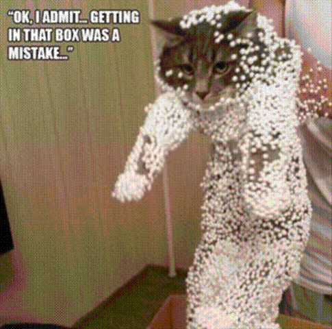 Cat Mistake.gif