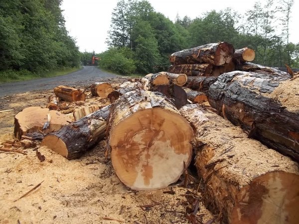 June 13 2018 (1).JPG