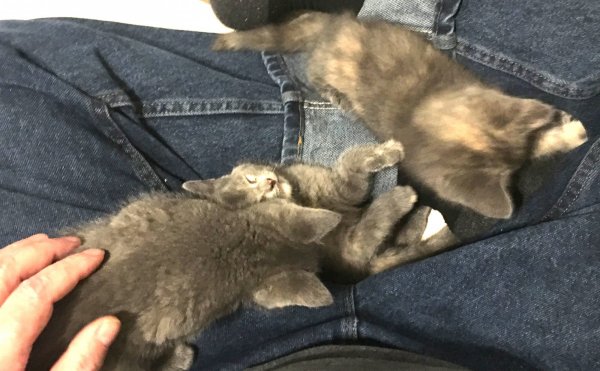 18 June 2018 in dads lap 2.JPG