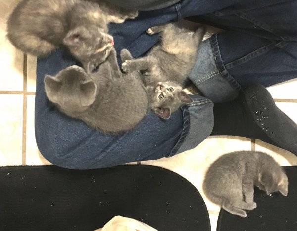 18 June 2018 in dads lap.JPG