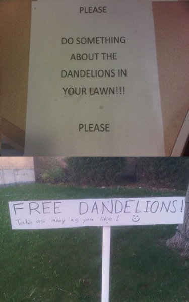 Dandelions.jpg