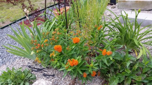 butterfly weed driveway.jpg