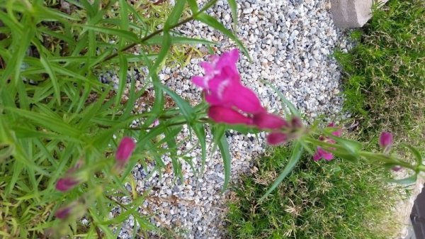 Penstemon driveway.jpg