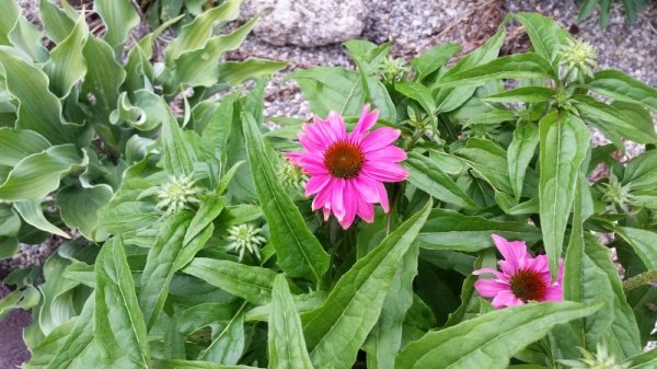 purple coneflower driveway.jpg
