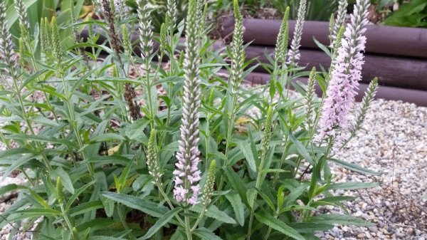 speedwell driveway.jpg