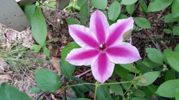 clematis side garden.jpg