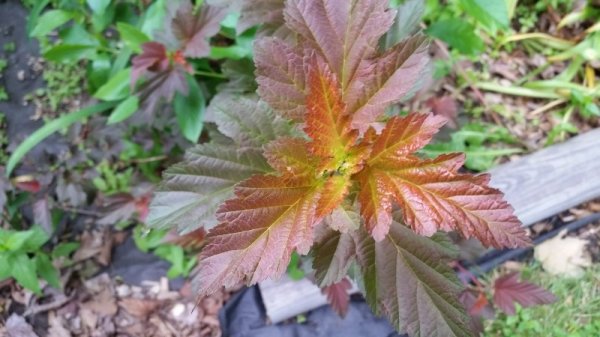 ninebark leaves side garden.jpg