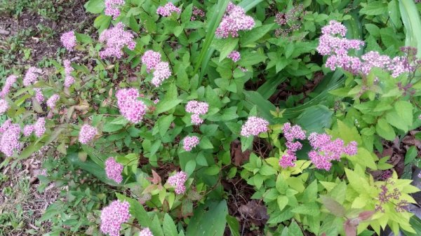 spirea side garden.jpg