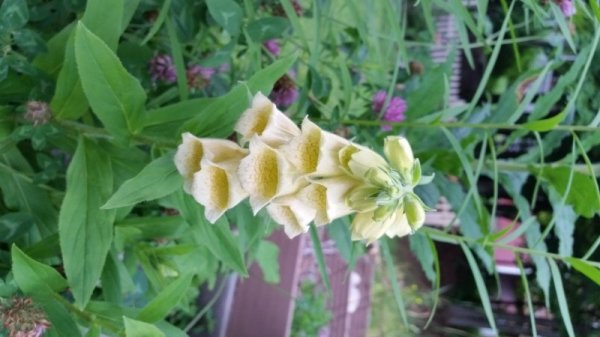 foxglove in holding garden - not planted.jpg
