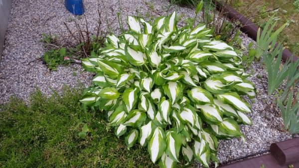 hosta front.jpg