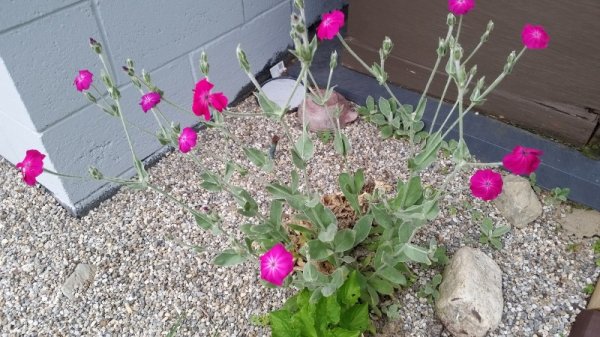 rose campion front.jpg