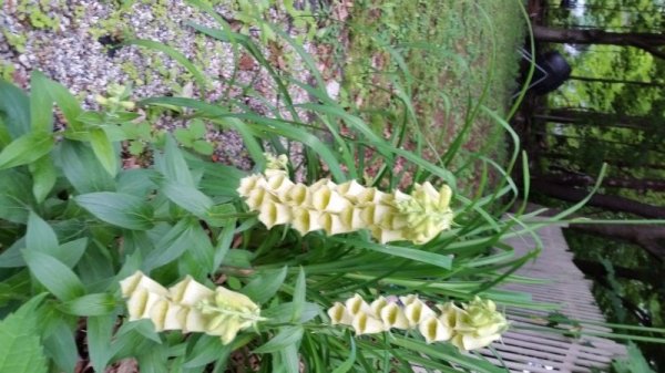 foxglove shade garden - planted.jpg