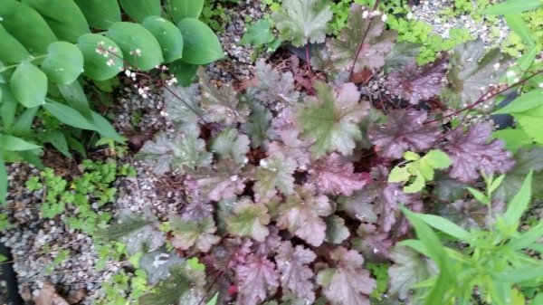 Heuchera shade garden.jpg