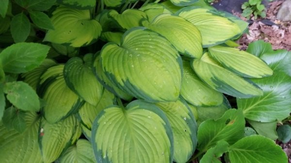 hosta shade.jpg