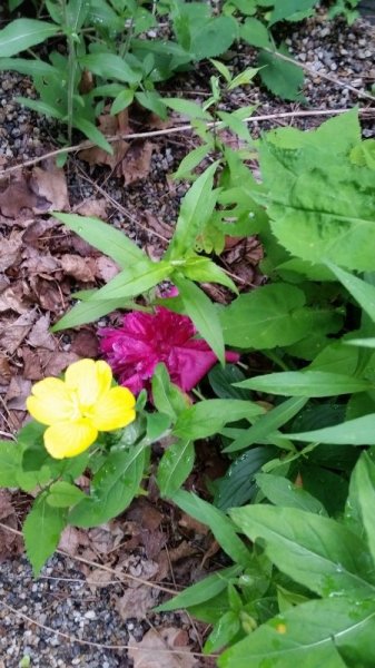peony left overs shade.jpg