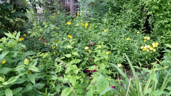 yellow flowers shade garden.jpg