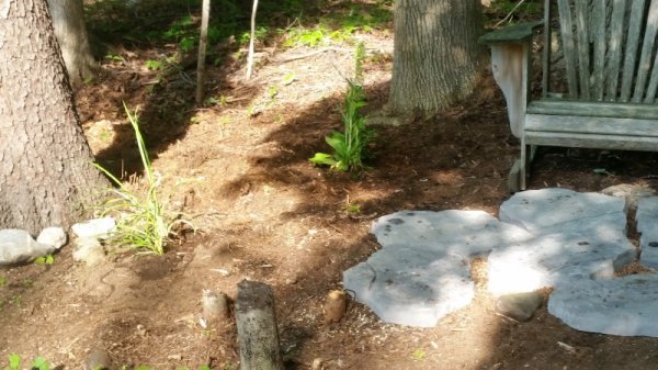 lily and planted.jpg