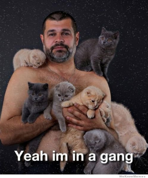 yeah-im-in-a-gang-cats.jpg