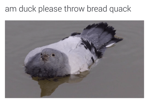 am-duck-please-throw-bread-quack-32558588.png