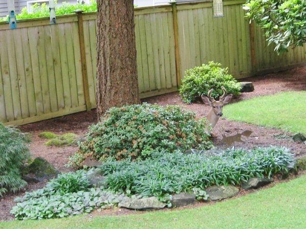 IMG_0982 (800x599).jpg