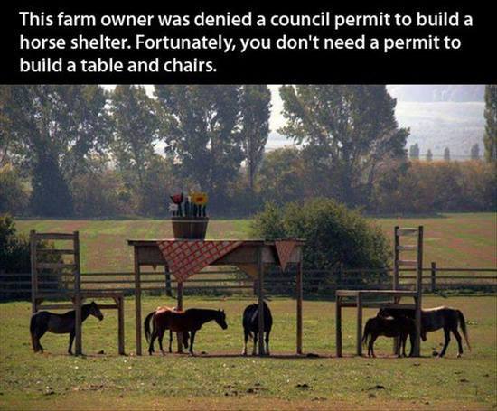 Horse shelters.jpg