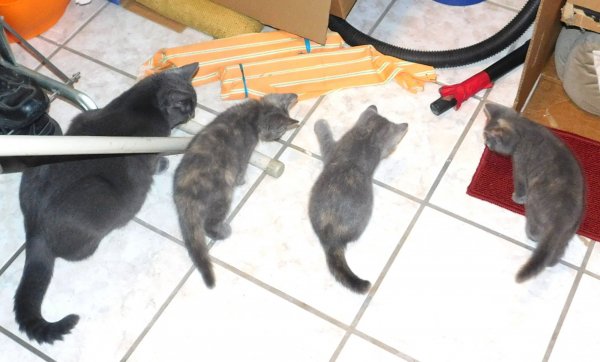 5 July 2018 kittens- Phoebe w- toy mouse 2.JPG