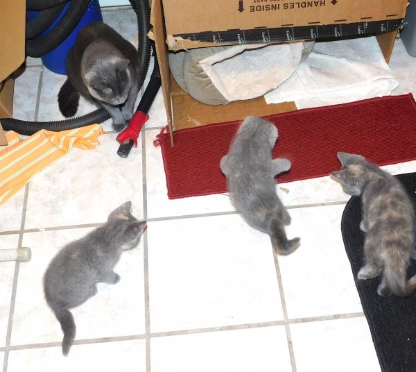 5 July 2018 kittens- Phoebe w- toy mouse 3.JPG