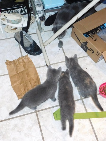 5 July 2018 kittens- Phoebe w- toy mouse 4.JPG