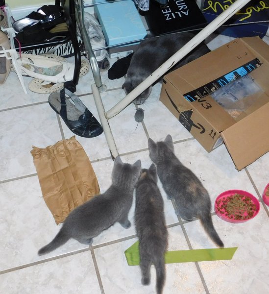 5 July 2018 kittens- Phoebe w- toy mouse.JPG