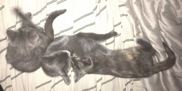 6 July 2018 Glasses- Runt grooming- Slash nursing.JPG