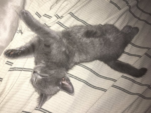 6 July 2018 Runt agitated.JPG