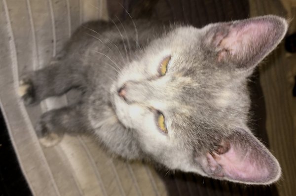 12 July 2018 Glasses getting up.JPG