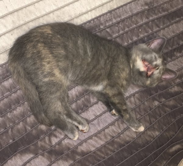 12 July 2018 Glasses yawning.JPG