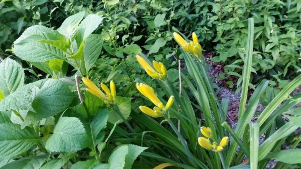 Day lily buds in shade garden.jpg