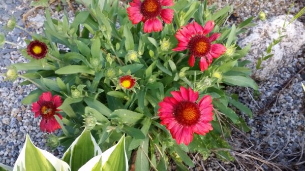 Sombrero salsa red coneflower echinacea.jpg