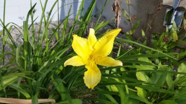Yellow sport day lily from front garden.jpg