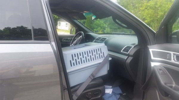 cat carrier kittens truck in yard.jpg