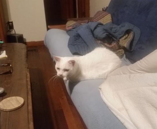 Rita looking from couch.jpg