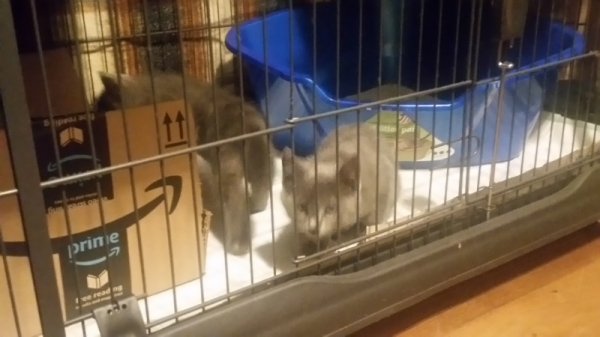 spot and runt in pen.jpg