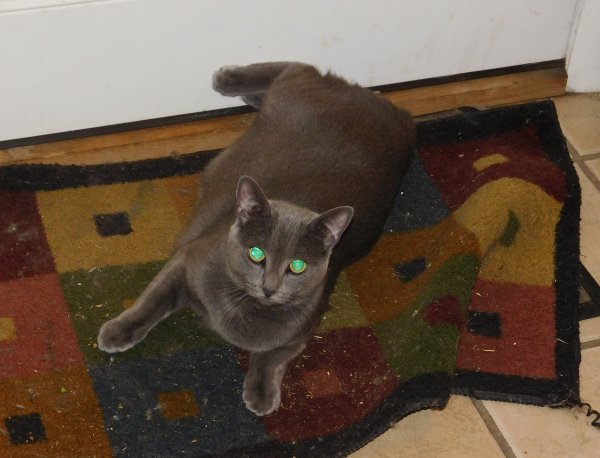 14 July 2018 Phoebe on catnip.JPG