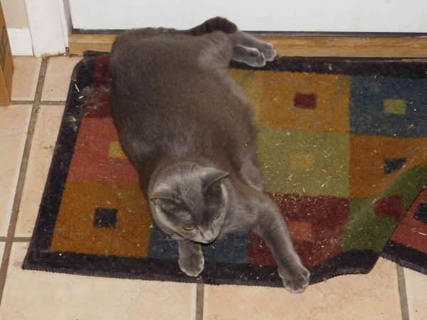 14 July 2018 Phoebe resting while kittens sleep.JPG