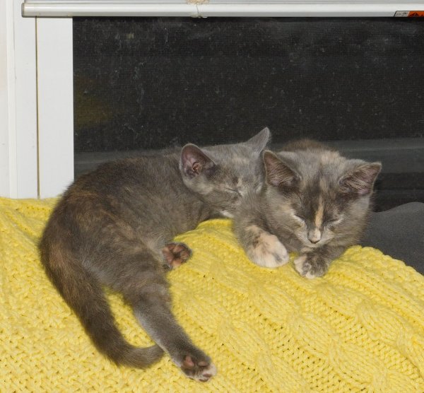 14 July 2018 Slash and Glasses on couch 2.JPG