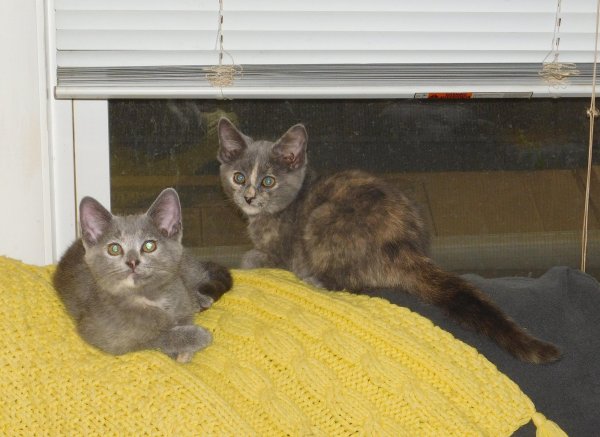 14 July 2018 Slash and Glasses on couch.JPG