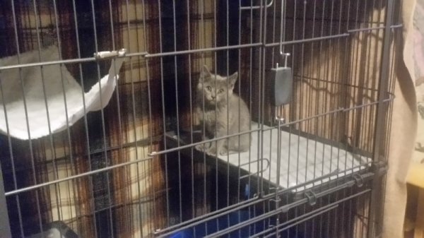 Runt on 3rd level of pen.jpg