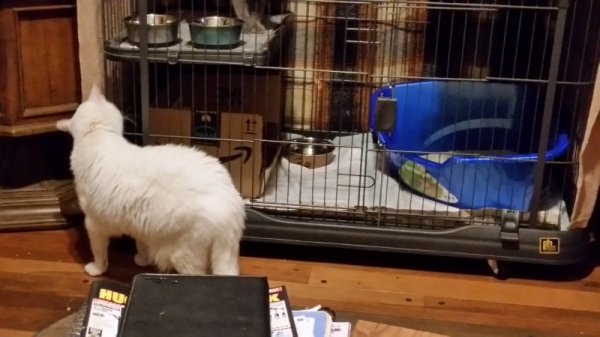 Rita sniffing pen.jpg