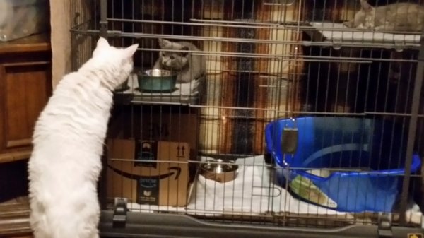 Rita checking out runt in pen.jpg