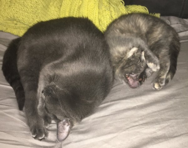 17 July 2018 2 Phoebe and Slash.JPG