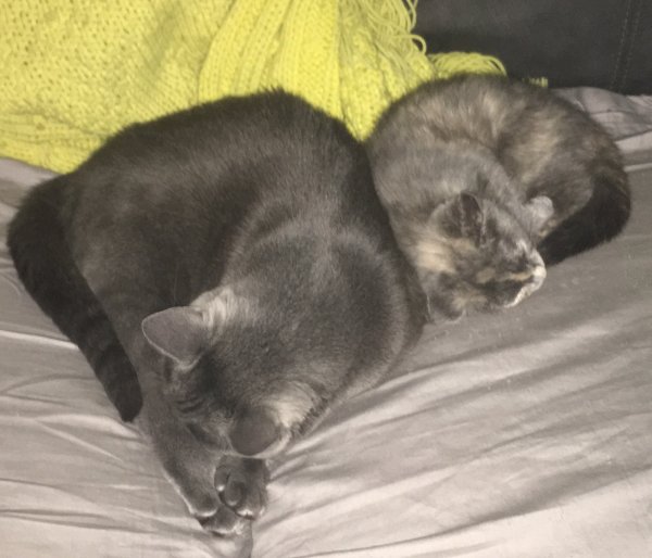 17 July 2018 Phoebe and Slash.JPG