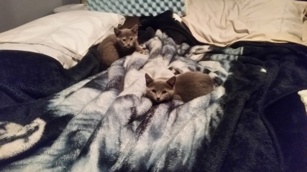 kittens on bed.jpg